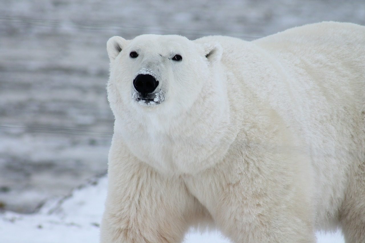 Mand ind isbjørnene i Københavns Zoo