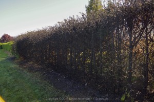 _DSC0812 