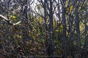 _DSC0814 
